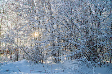 sunny weather . Winter forest landscape, snow