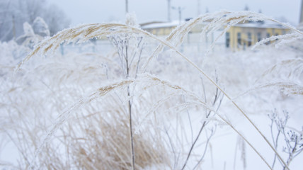 Yellow dry grass in the frost and snow flakes.