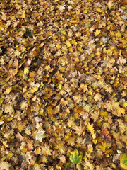 Autumn leaves background