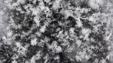 Many snowflakes on a black hood of the car.