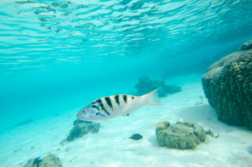 Underwater Tema'e Lagoon
