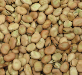 Broad bean background