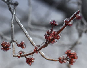 Icy Red Buds