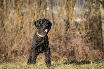 Weihnachtlicher Hund