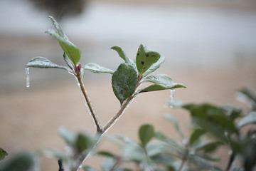 frosted leaves