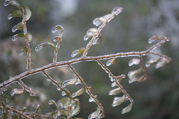 frosted branch