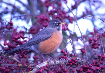 American Robin II
