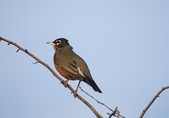American Robin III