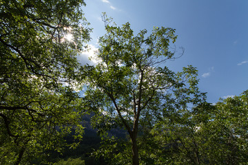 Summer Trees In The Mountains
