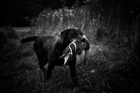 Hunting dog retrieving a downed duck.
