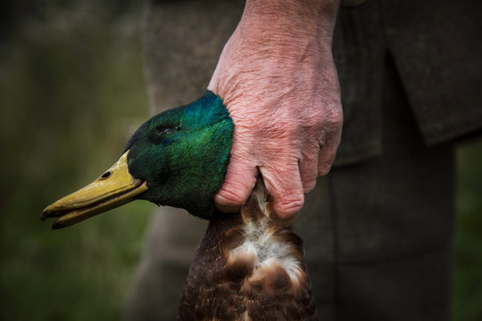 duck hunter holding dead bird. Scotland.