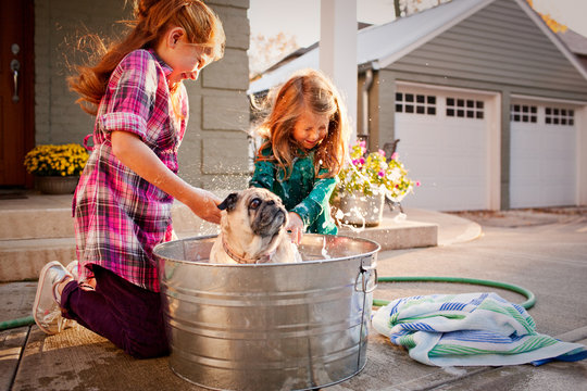Two young sisters wash their pug in a bucket. Dog is shaking water on girls.