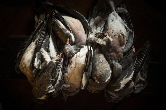 Still life of dead pigeons ready for cooking prep