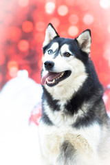 Weihnachtlicher Hund