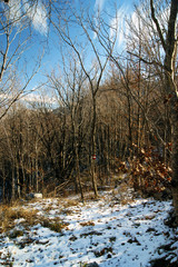Snow-covered glade in a mountain forest