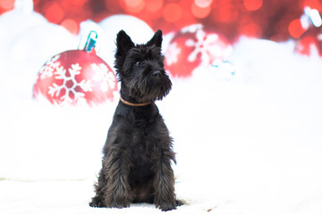 Weihnachtlicher Hund