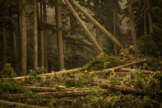 Lumberjack working in forest