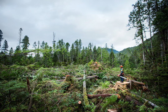 Logger at work standing in forest