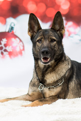 Weihnachtlicher Hund