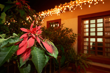 Red petals leaf flower