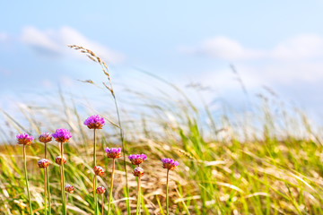 Dune grasses and flowers in afternoon sun