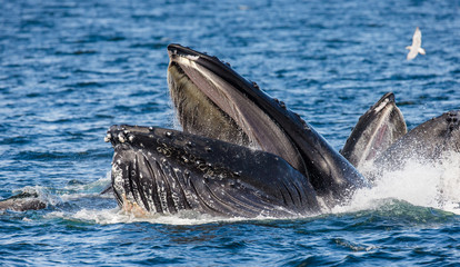 Obraz premium The head and the humpback whale's mouth above the water surface close-up at the time of the hunt. Chatham Strait area. Alaska. USA. An excellent illustration.