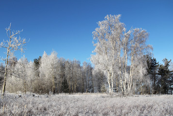 Winter landscape with frozen trees and blue sky.
