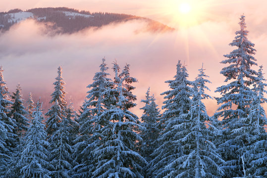 frosty sunrise in Carpathians