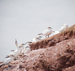 Morus bassanus - gannets at Helgoland germany