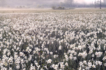 Daffodils at dawn