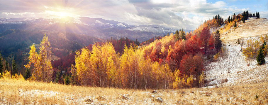 Golden Forest Ridge Sokilsky