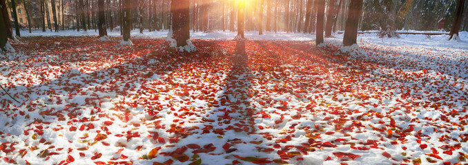 Meadow fallen leaves