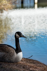 Canadian Goose resting next to the water's edge with nice reflections.  