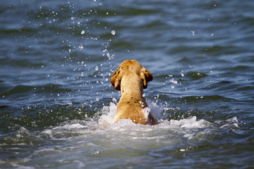 Magyar vizsla looking for the ball in the water