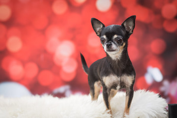 Weihnachtlicher Hund