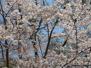 Central Park in New York, United States