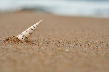 A sea shell stick into the sand with the ocean in the background