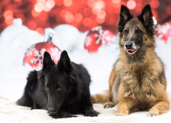 Weihnachtlicher Hund