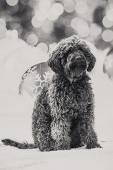 Weihnachtlicher Hund