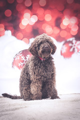 Weihnachtlicher Hund