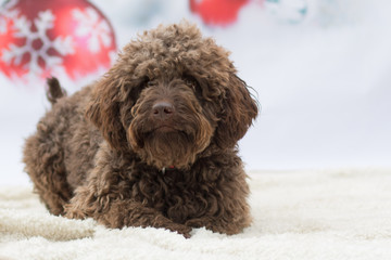 Weihnachtlicher Hund