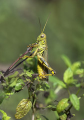 Grasshopper