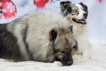 Weihnachtlicher Hund