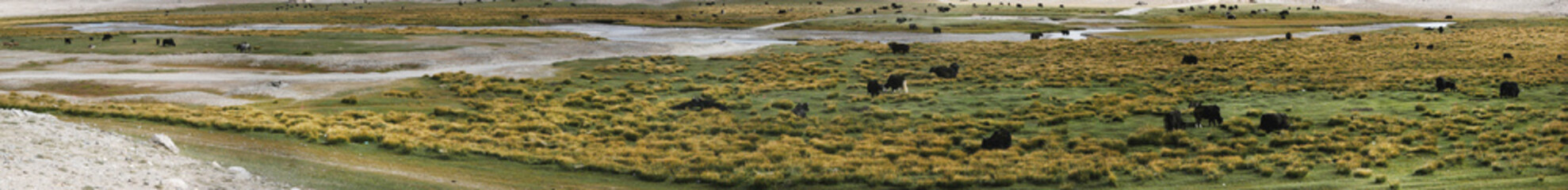 Animals Grazing in the Field