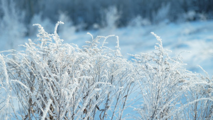 winter, snow, frost crystal 
