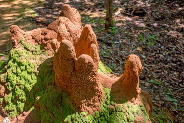 Giant termite mound
