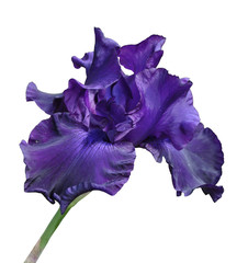 iris flower