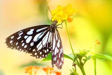 blurred image. butterfly on a flowers in the morning with sunlight background.