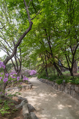 Verdant trees and a footpath behind the Deoksugung Palace in Seoul, South Korea.