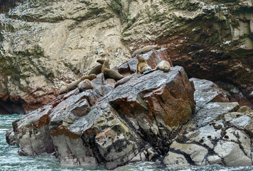 Fur seal (sea lions) rookery on Ballestas islands in Paracas national park. It is a designated UNESCO World Heritage Site - Peru, South America
